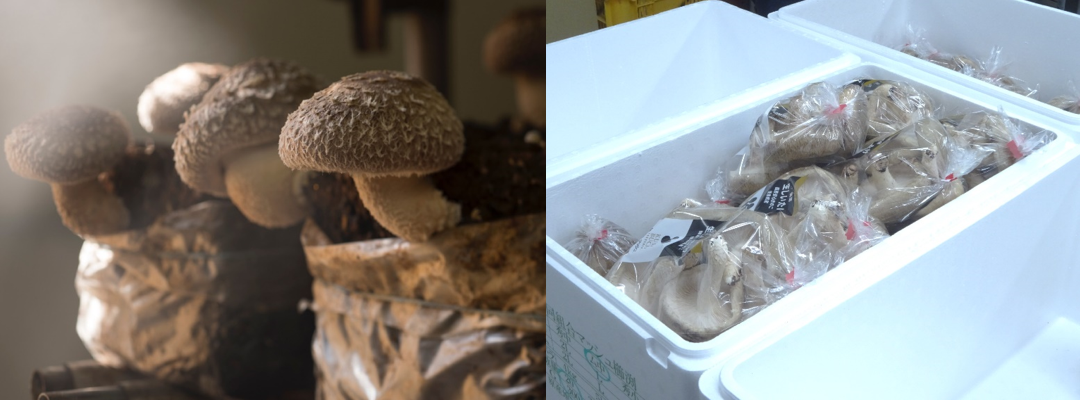 協同組合マッシュ櫛渕浜田氏の写真