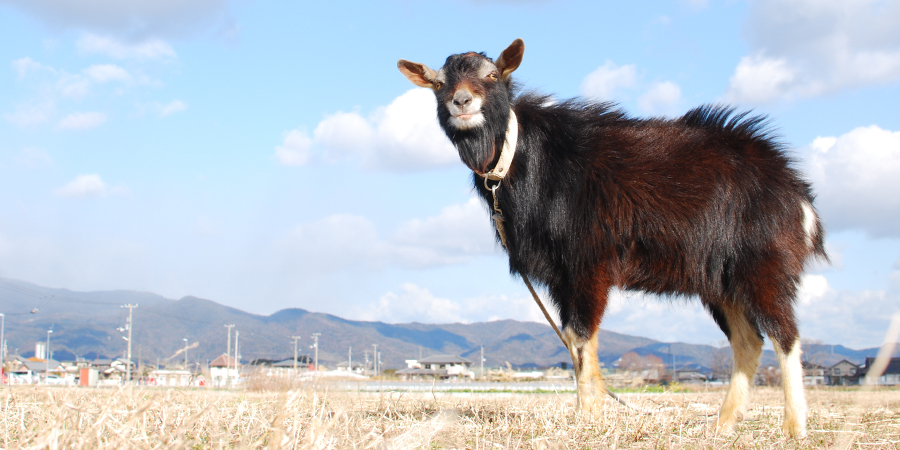 ロバと山羊