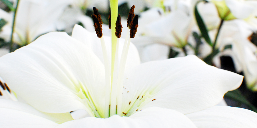 ユリの花
