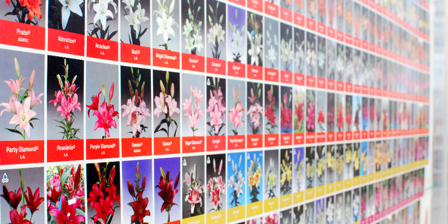 ユリの花の一覧