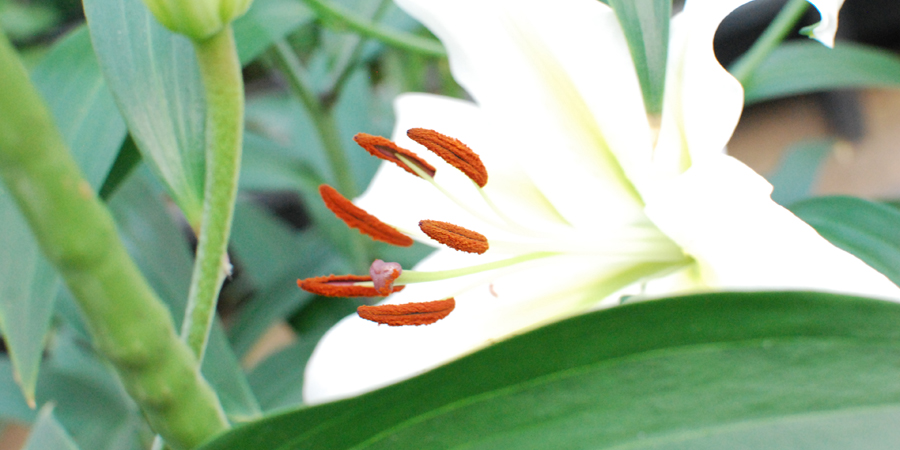 ユリの花
