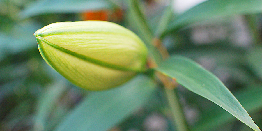 ユリの花