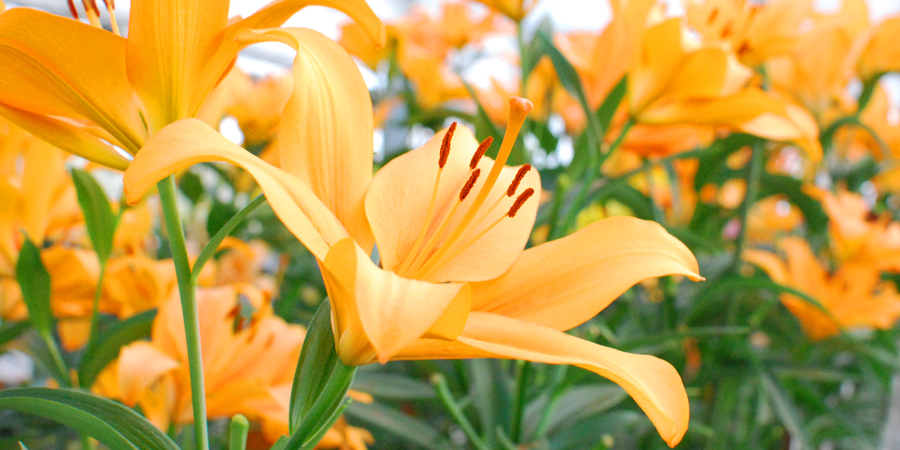 ユリの花