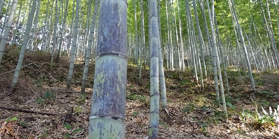 須崎市安和の竹林