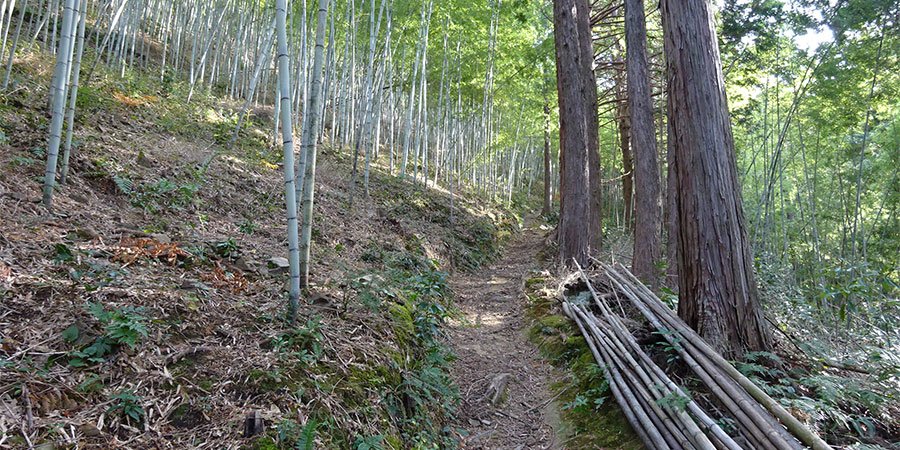 須崎市安和の竹林